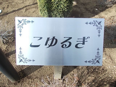 【その他】 | こゆるぎ | その他