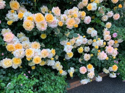  | メゾン・ド・ペッツ アルル | 5月ごろには綺麗な薔薇が咲きます♪