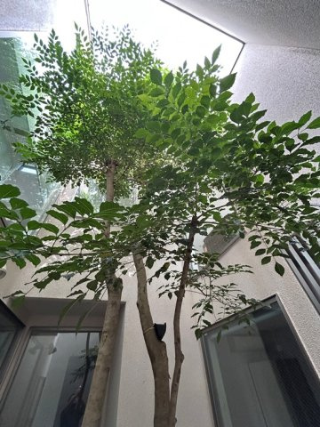 深沢戸建の庭