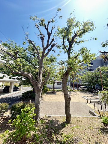 ハイツリブの展望