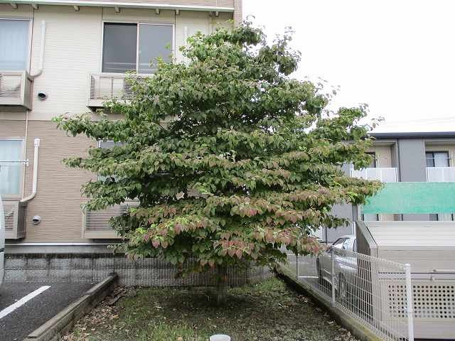 レオネクストミキフィールドのその他