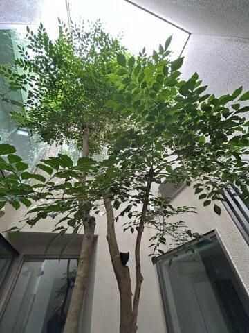 深沢戸建の庭