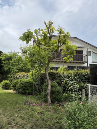 【庭】 | 伊豆急伊豆高原　戸建