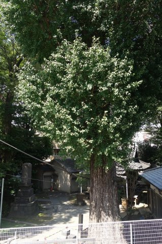 ザ・パークハビオ文京目白台プレイスの展望