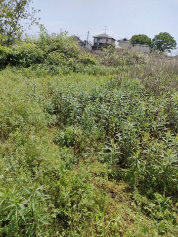 玉名市築地　畑②の外観