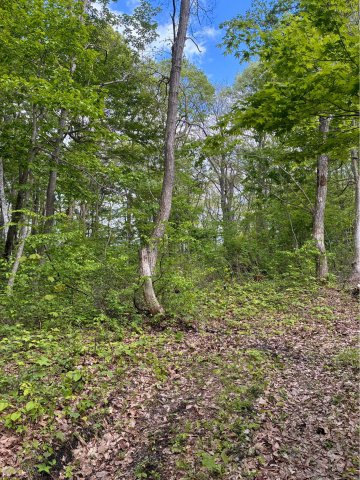 四季の彩を感じる森の別荘地　信濃町の土地の周辺