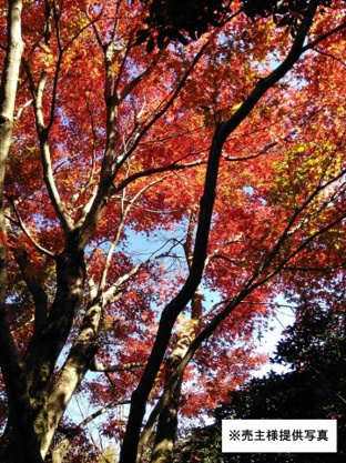 【庭】 | 天城高原別荘地　戸建