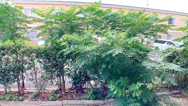 ソフィア壱番館Ｃの展望