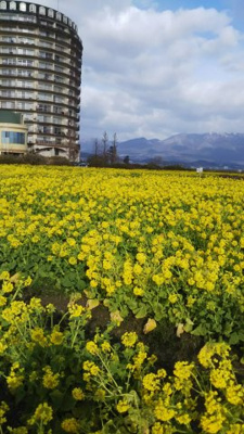 【周辺】 | 琵琶湖アーバンリゾート3番館 | 平成30年2月撮影、花畑