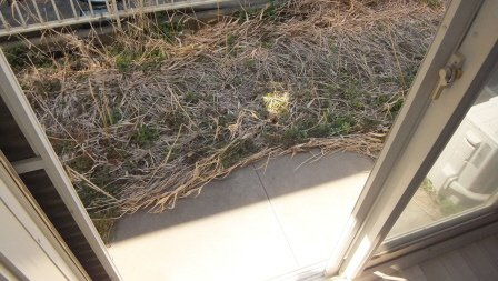 リネスハイツのバルコニー