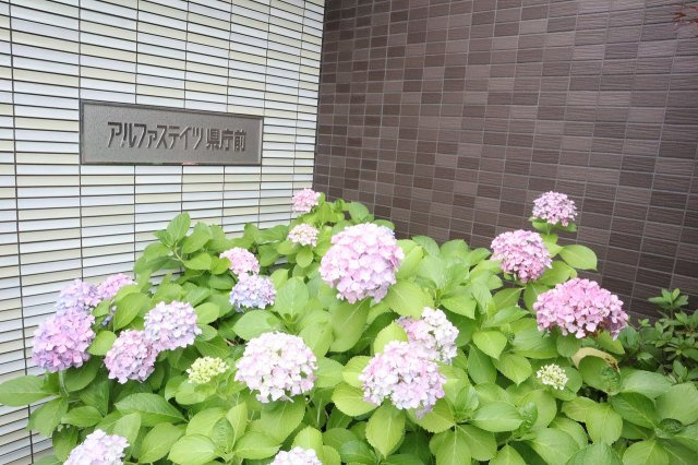 アルファステイツ県庁前