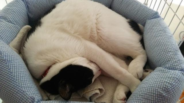 ねこちゃん物件は当社へどうぞ