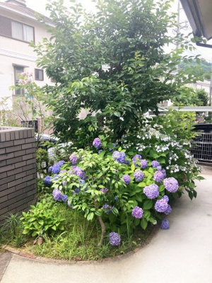 【庭】 | 南つつじヶ丘桜台三丁目 一戸建 | 6月には紫陽花が見頃です。