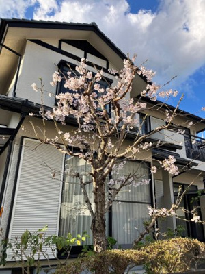 【外観】 | 南つつじヶ丘桜台三丁目 一戸建 | 春には桜が咲きます。