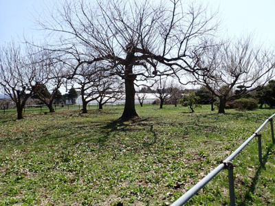 【外観】 | 平川市猿賀　雑種地　380坪