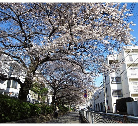 ヒルズＫの周辺|蛇崩川支流緑道まで573m 