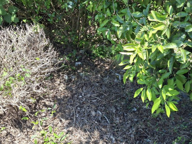 売土地　静岡市葵区富厚里の外観|周囲は緑豊かな環境。静かな時間が流れる立地です。