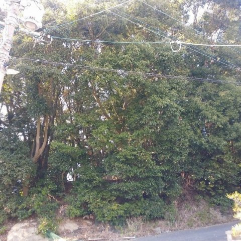 鹿子前町山林