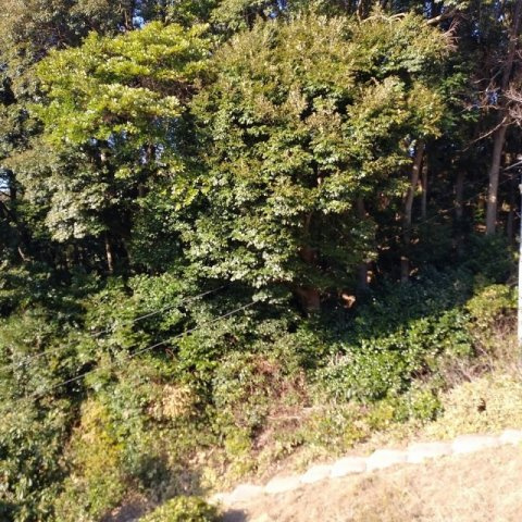鹿子前町山林の外観