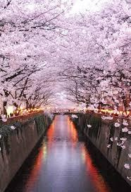 パレステュディオ中目黒の周辺|目黒川の春の桜は見事です 