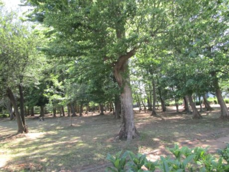 北本市中丸４丁目　中古戸建のその他|中丸緑地公園