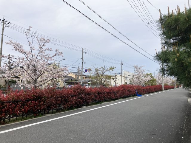 【その他】 | 下津林六反田 売土地 | 春先の前面道路は桜並木　　　