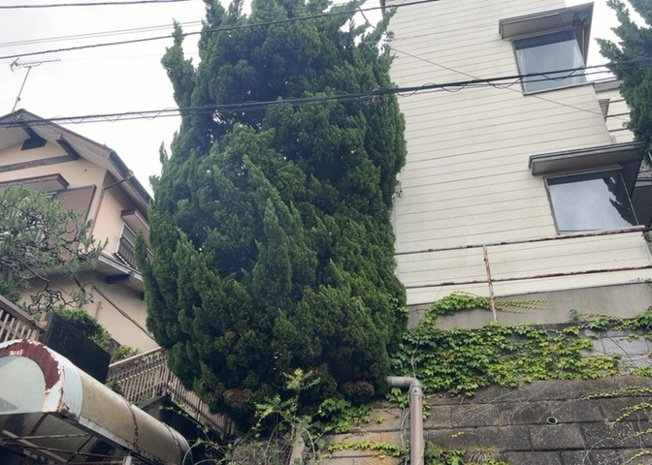 【庭】 | 庭のある家に住むことのメリットとして、子どもたちの遊び場を確保できること、ガーデニングや家庭菜園を楽しめること、明るさを確保できることがあります。また、配置を工夫することでプライバシーが確保できます。