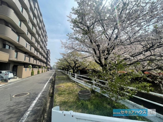 ライオンズガーデン三河安城第2の周辺|【前面道路】
◆閑静な住宅街で前面道路も車通りが少ないです。桜の木が目の前にあり、春にはお散歩するのも気持ちが良い街並みです。　　　　　　　　　　　　　　　　　　　　　　　　　　　　　　　　　　　　　