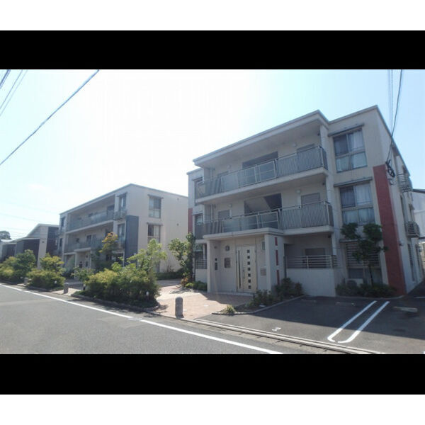 ステラ若草