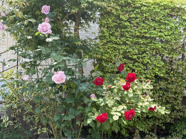 各所に奇麗なお花が咲いております。