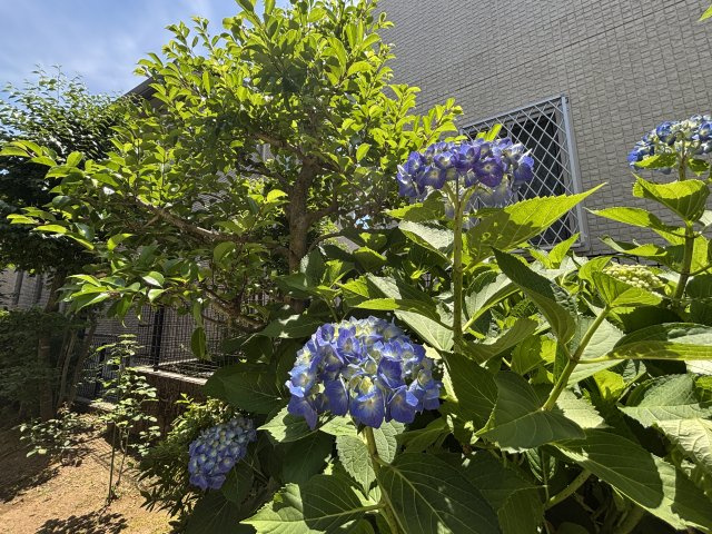 季節によってお花を楽しめます。6月はアジサイが綺麗に咲いています。