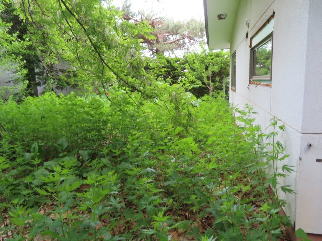 北見市三楽町２２７番地２　中古売家外土地２筆の外観|【リフォーム前】外観周囲の草木は伐採致します。