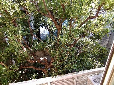 【展望】 | レオパレスヴィラ　ゼルコバ | 隣地との目隠しで植栽が植えられています