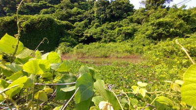 【周辺】 | 周防大島・椋野