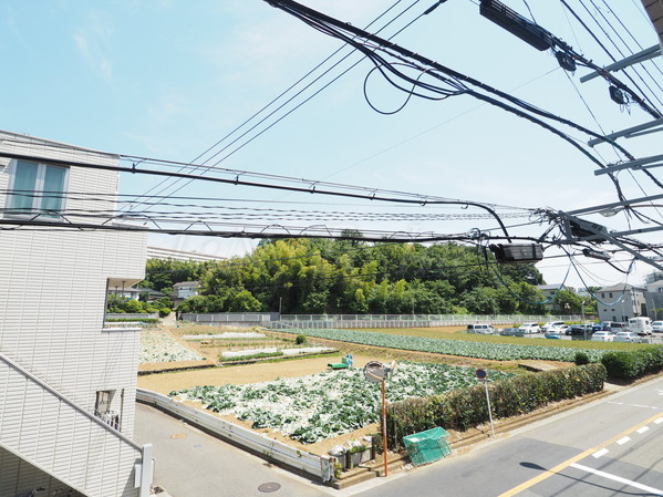 アムールフジの展望