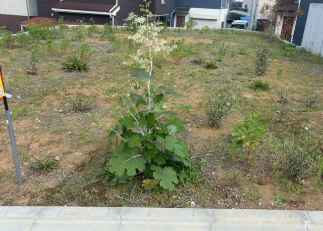 【外観】 | 家を建てる前提で土地を探している場合、地盤の丈夫さは譲れない条件の一つです。地盤が脆弱だと追加工事が必要となります。また、過去に地盤沈下や液状化現象を起こした土地は、できるだけ避けた方がいいでしょう。