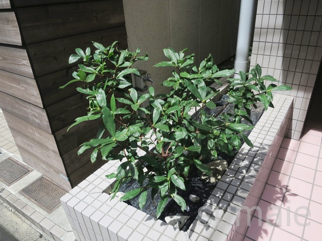 アビタシオンイシカワのその他|植栽です☆