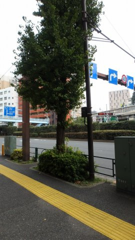 レジディア文京音羽の周辺