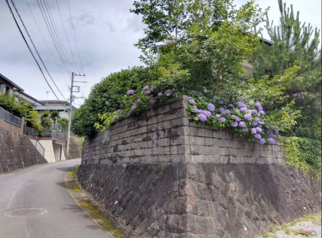売中古戸建　三島市芙蓉台1丁目の前面道路含む現地写真|高台の風格ある佇まいです。石積みの強固な擁壁に守られた敷地は道路からの目線も遮り、四季の移ろいを感じながら静かに暮らせます。