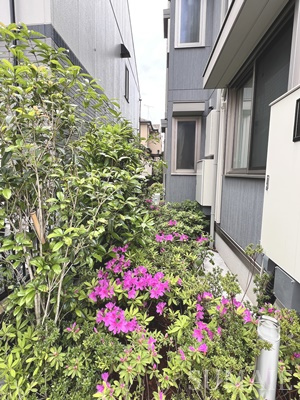 カサベルテ鹿骨のその他|綺麗なつつじが咲いています。