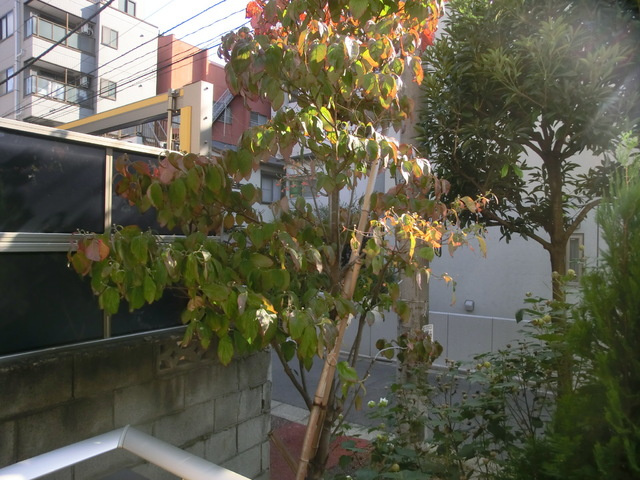 サンモール北小岩の展望|バルコニーからの景色です