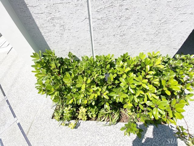 TOMORE田端のその他|植栽です☆