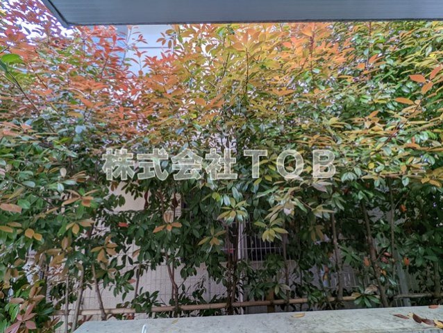 【展望】 | Refuge O Forest Ⅲ