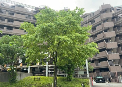 【現況写真】 | ドラゴンマンション多摩学園都市伍番館 | 道幅が広い場所は日当たりや風通が良好です。幅が広いのですれ違いも可能ですし大きな車でも駐車可能！一方で、大型車が通ることも多くなるため交通量の増加により騒音に繋がります。また土地の値段が高くなります。