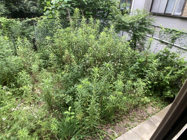 大日丘町3丁目貸家の庭|専用庭広いです