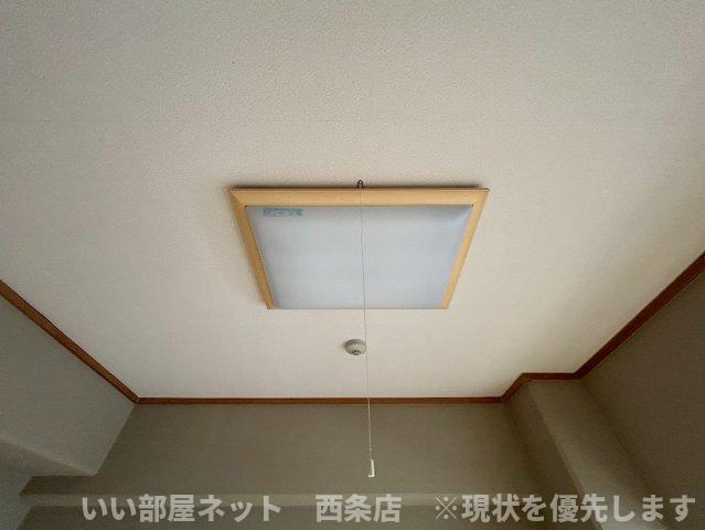 マルイカトレアのその他