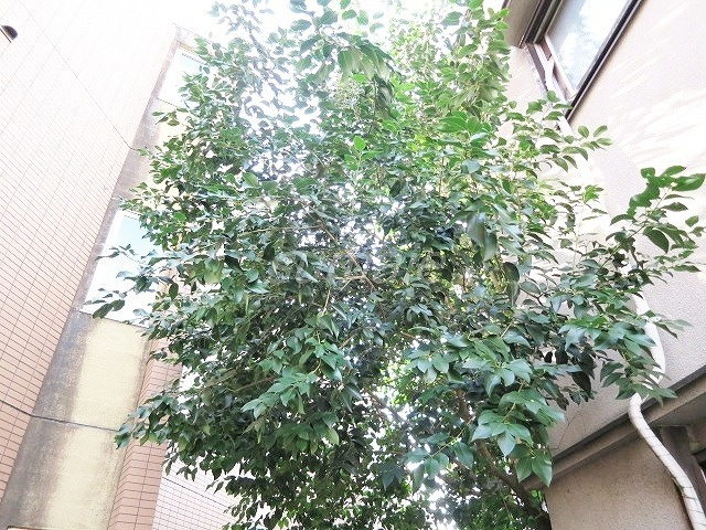 秀華六番館のその他|緑のワンポイント♪
