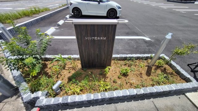 トリシア花水木のその他