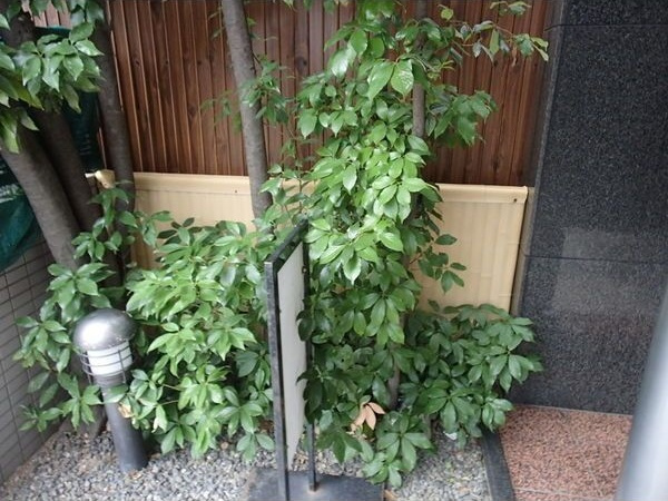 OHD今池の庭