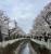 桜並木まで400m